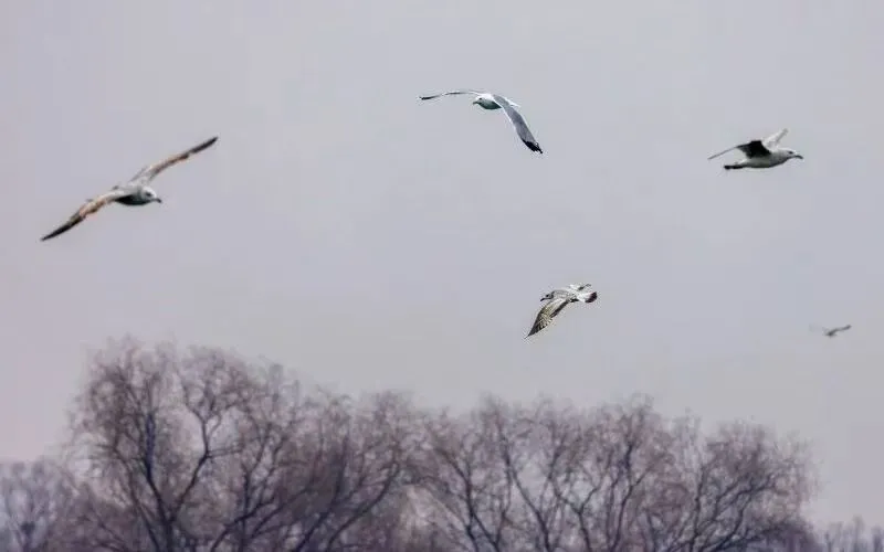 在北京也能看海鷗啦！