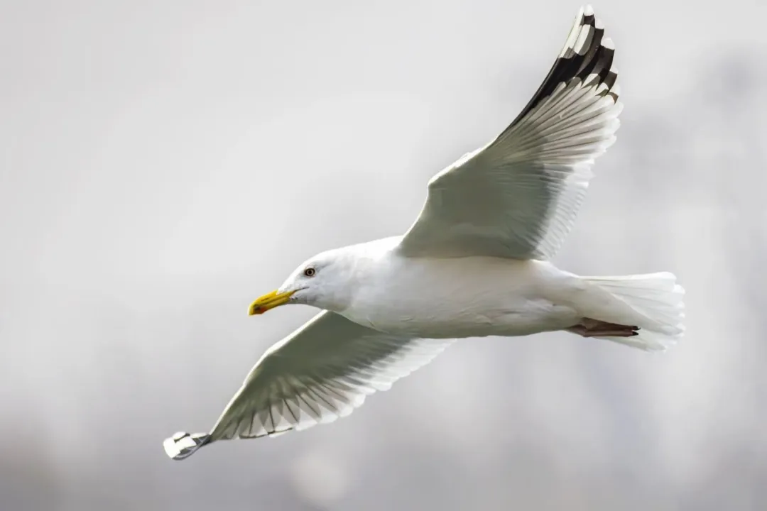 在北京也能看海鷗啦！