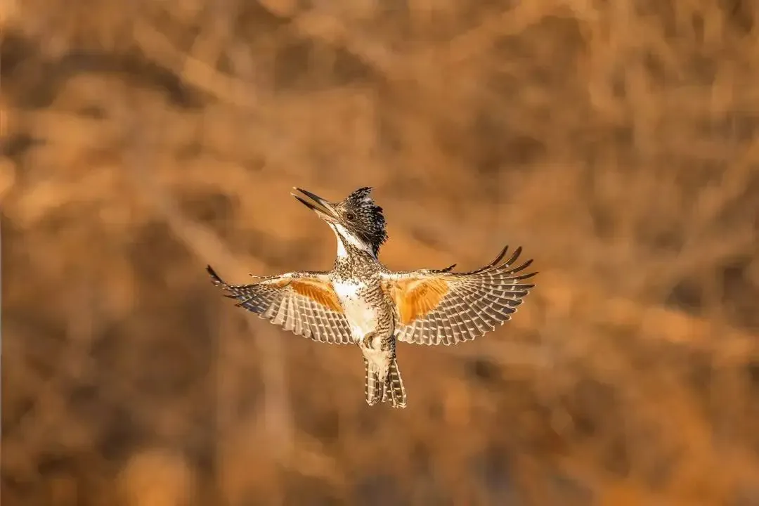 @李現(xiàn) 22個(gè)！北京還有這些“打鳥”勝地 附地圖→