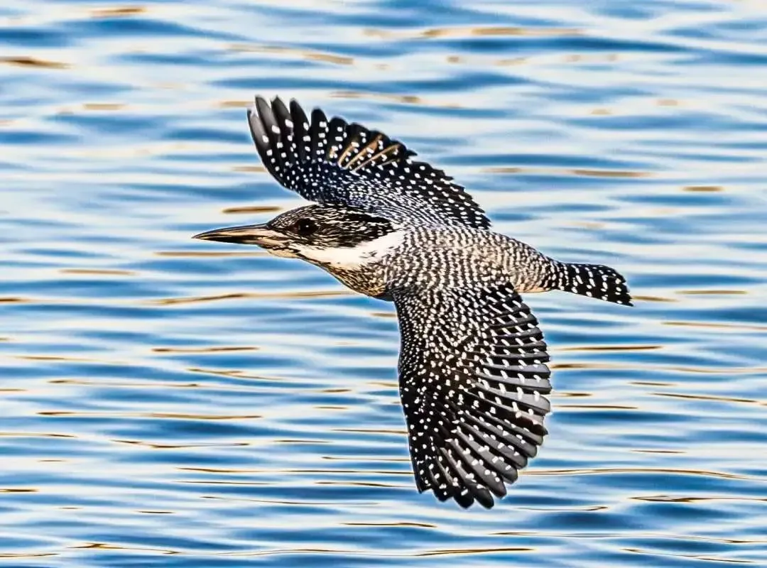 @李現(xiàn) 22個(gè)！北京還有這些“打鳥”勝地 附地圖→