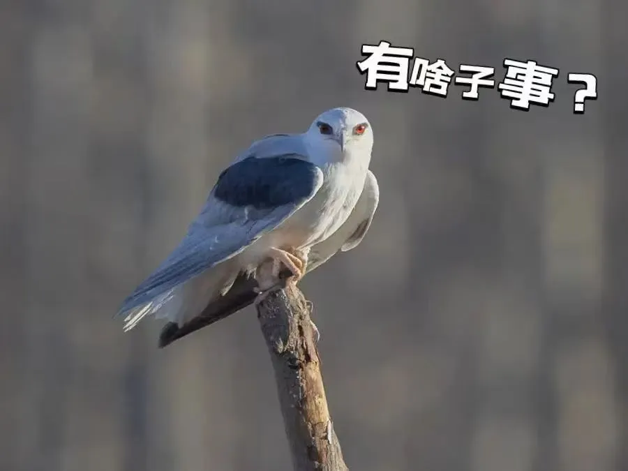 @李現(xiàn) 22個(gè)！北京還有這些“打鳥”勝地 附地圖→