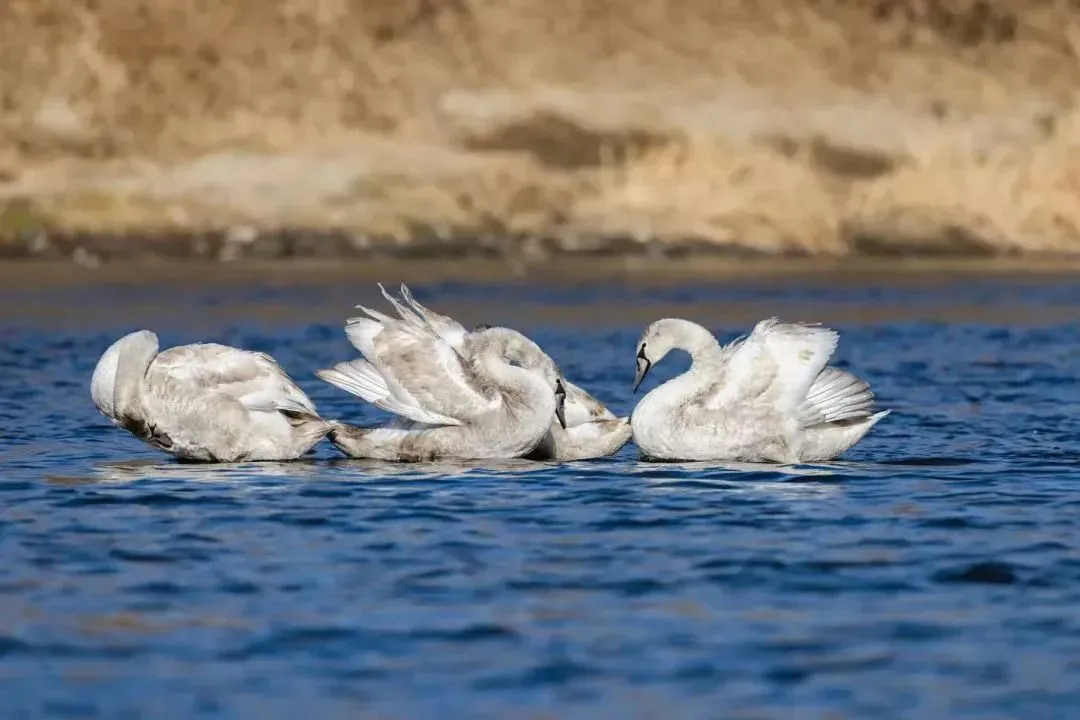 @李現(xiàn) 22個(gè)！北京還有這些“打鳥”勝地 附地圖→