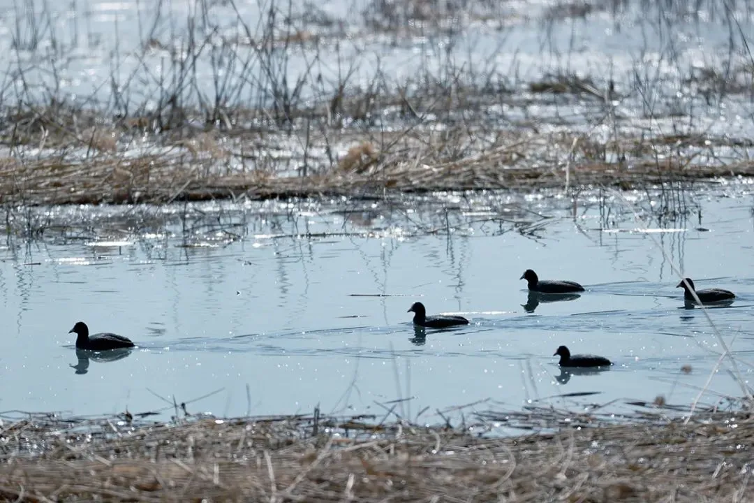 @李現(xiàn) 22個(gè)！北京還有這些“打鳥”勝地 附地圖→