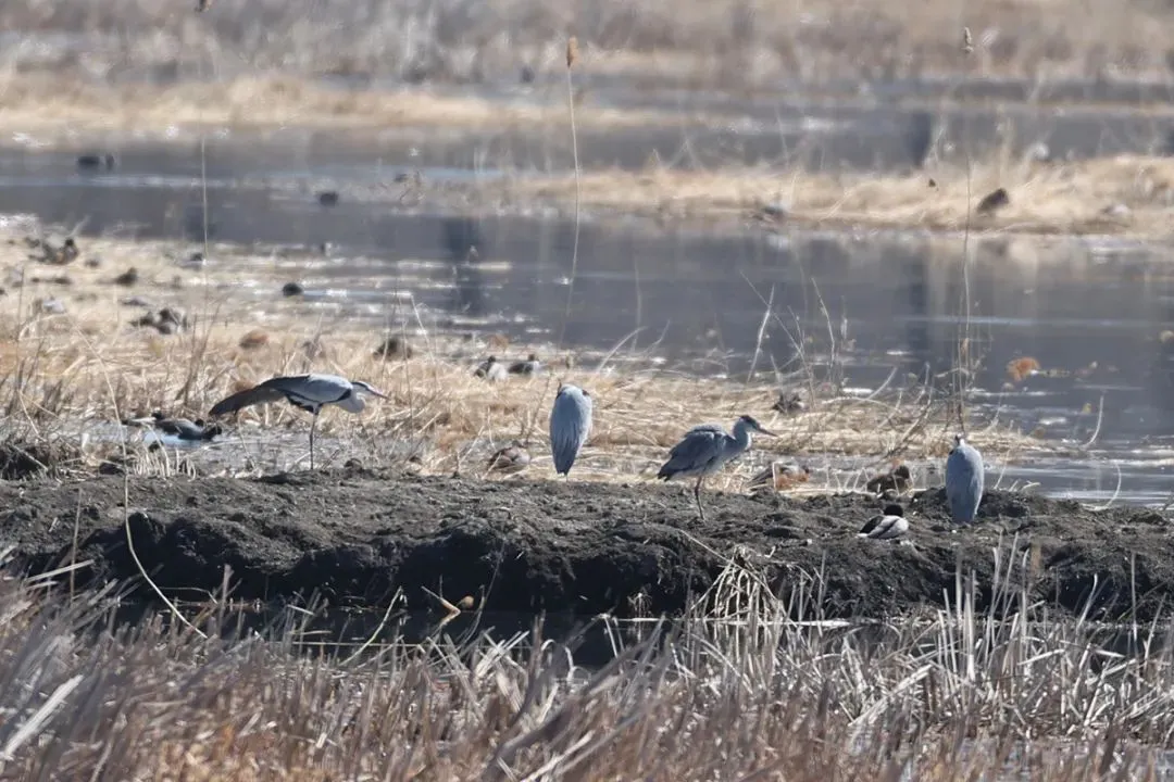 @李現(xiàn) 22個(gè)！北京還有這些“打鳥”勝地 附地圖→