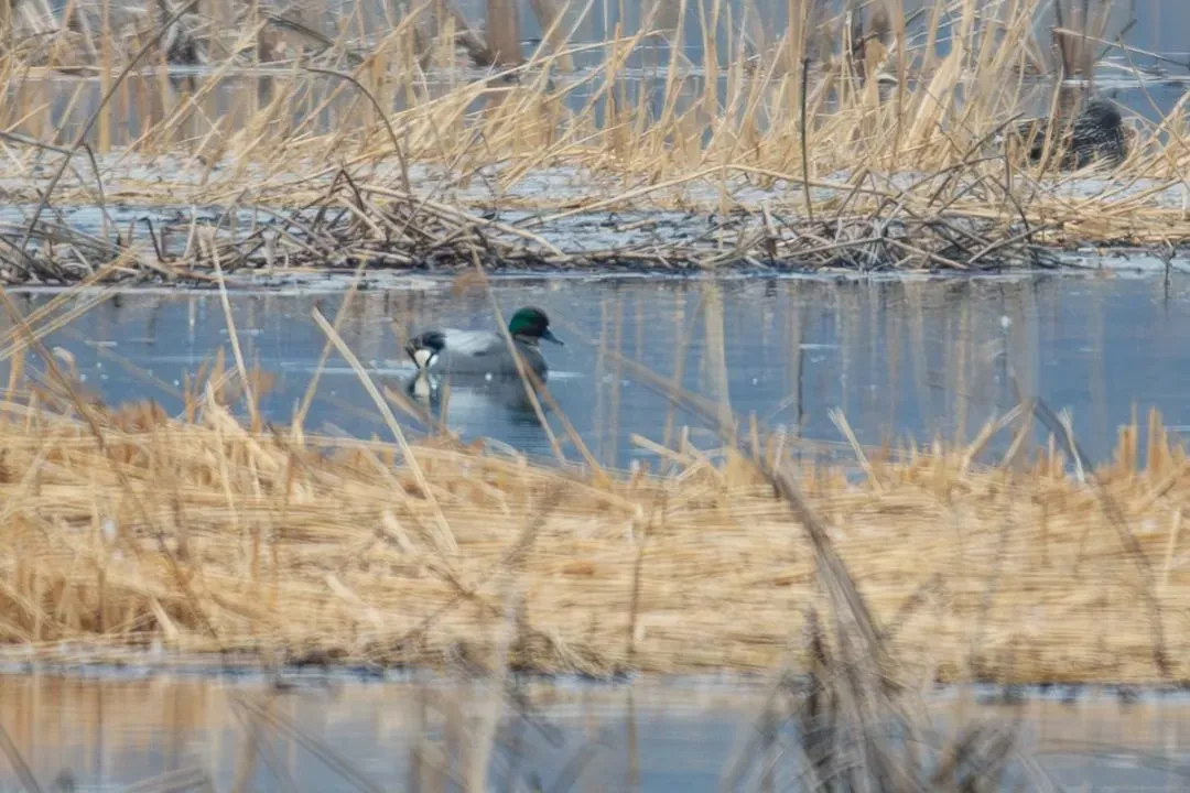 @李現(xiàn) 22個(gè)！北京還有這些“打鳥”勝地 附地圖→