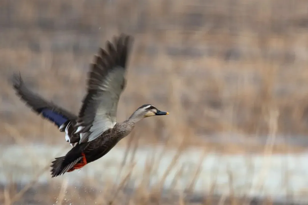 @李現(xiàn) 22個(gè)！北京還有這些“打鳥”勝地 附地圖→