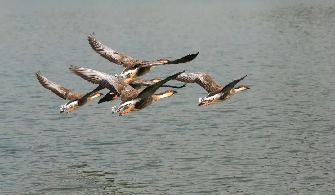 @李現(xiàn) 22個(gè)！北京還有這些“打鳥”勝地 附地圖→