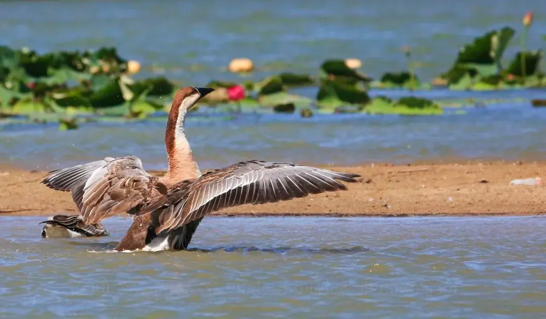 @李現(xiàn) 22個(gè)！北京還有這些“打鳥”勝地 附地圖→