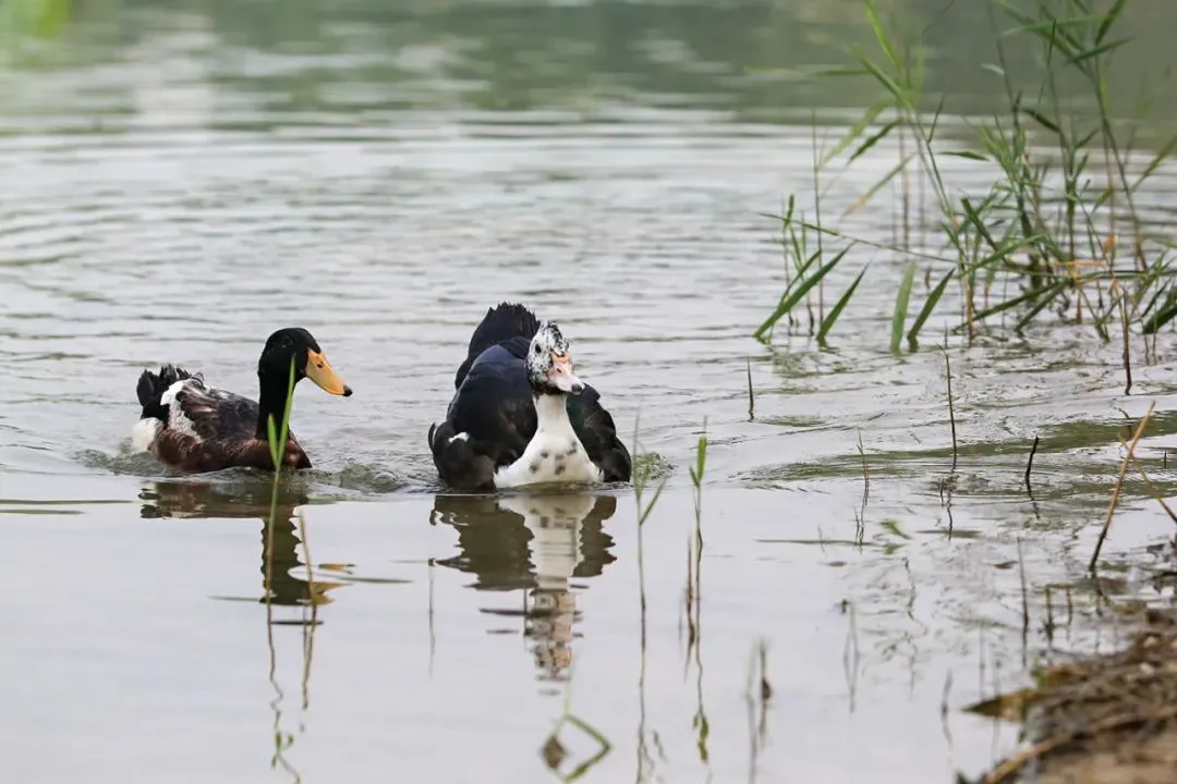 @李現(xiàn) 22個(gè)！北京還有這些“打鳥”勝地 附地圖→