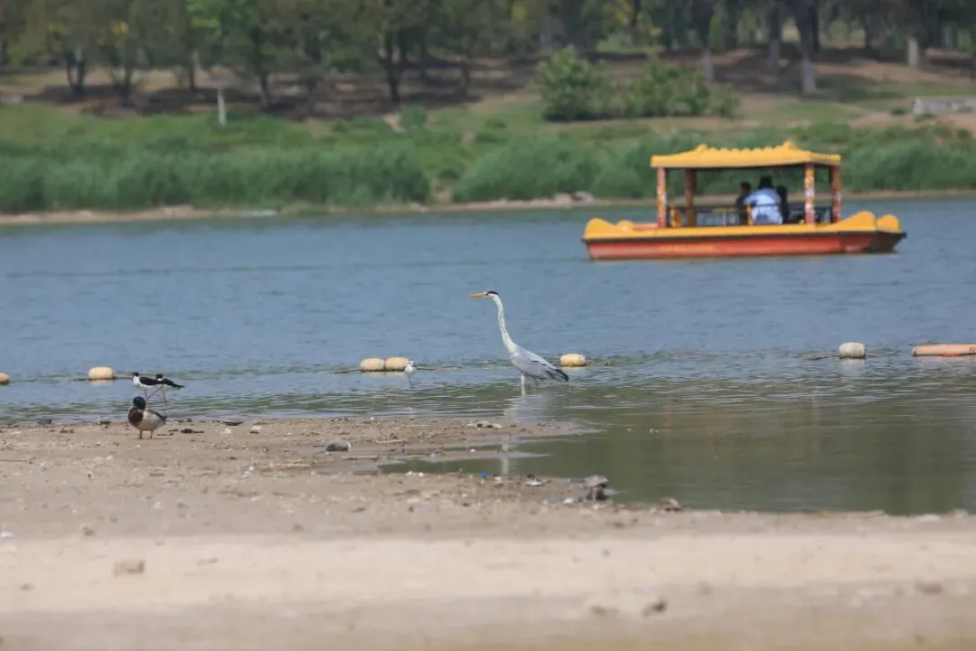 @李現(xiàn) 22個(gè)！北京還有這些“打鳥”勝地 附地圖→