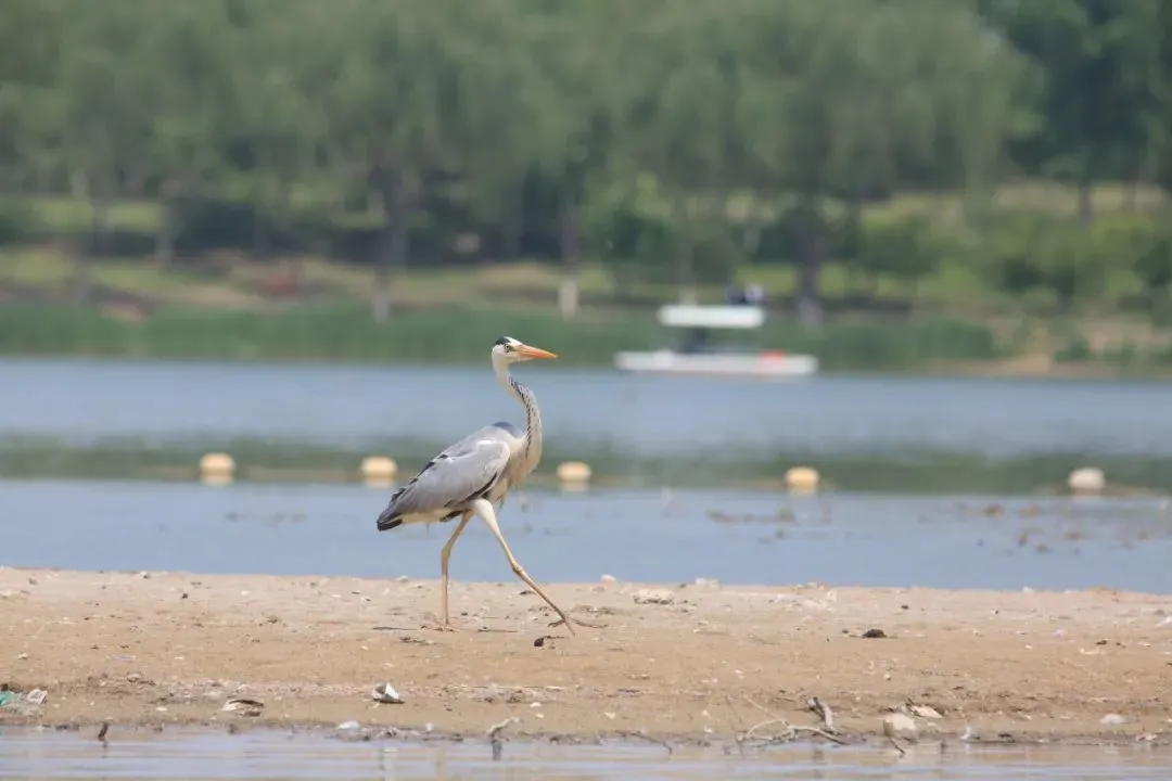 @李現(xiàn) 22個(gè)！北京還有這些“打鳥”勝地 附地圖→
