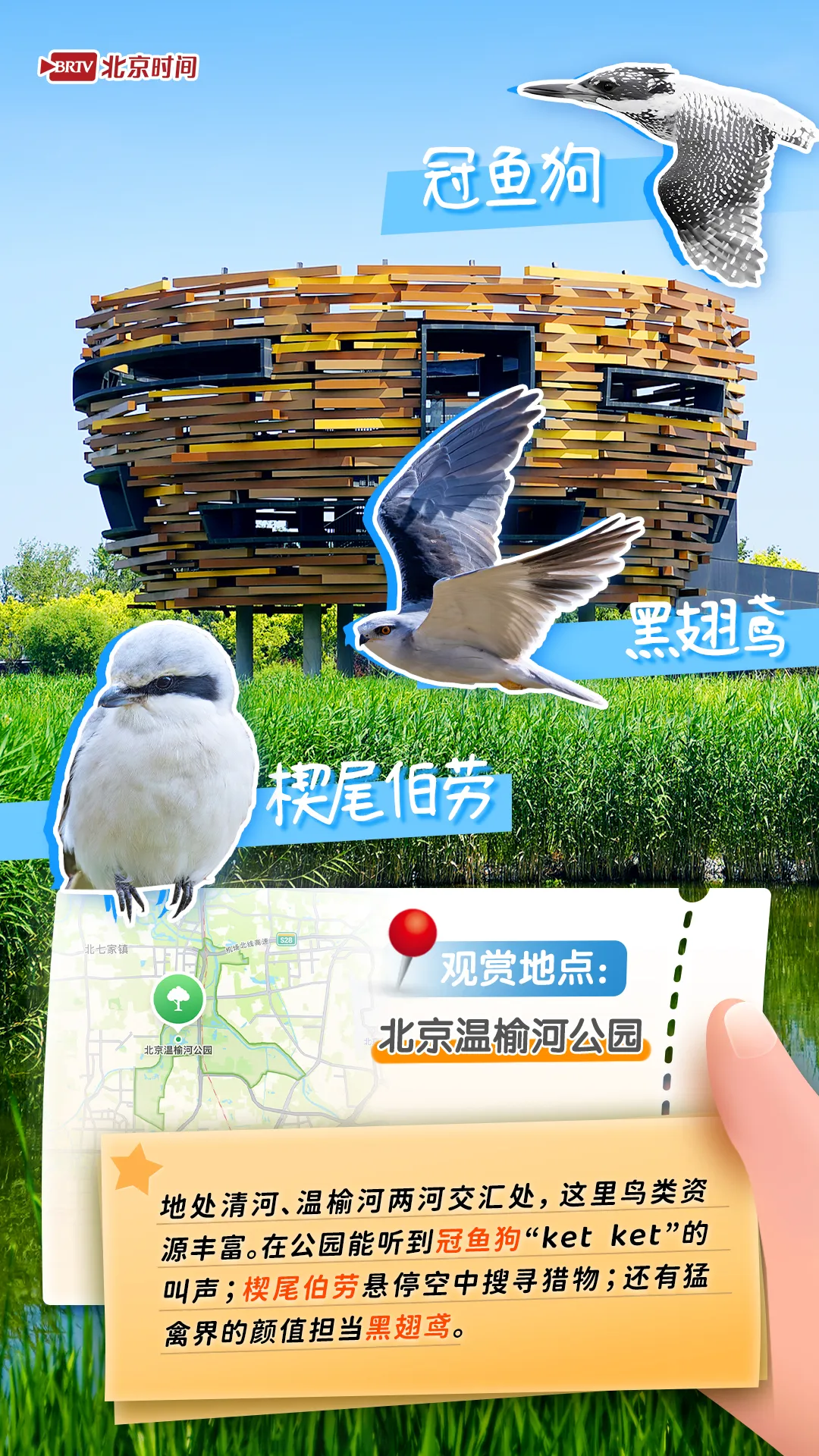觀鳥圖鑒｜年輕人流行觀鳥了？北京這六個公園拍鳥出片率100%