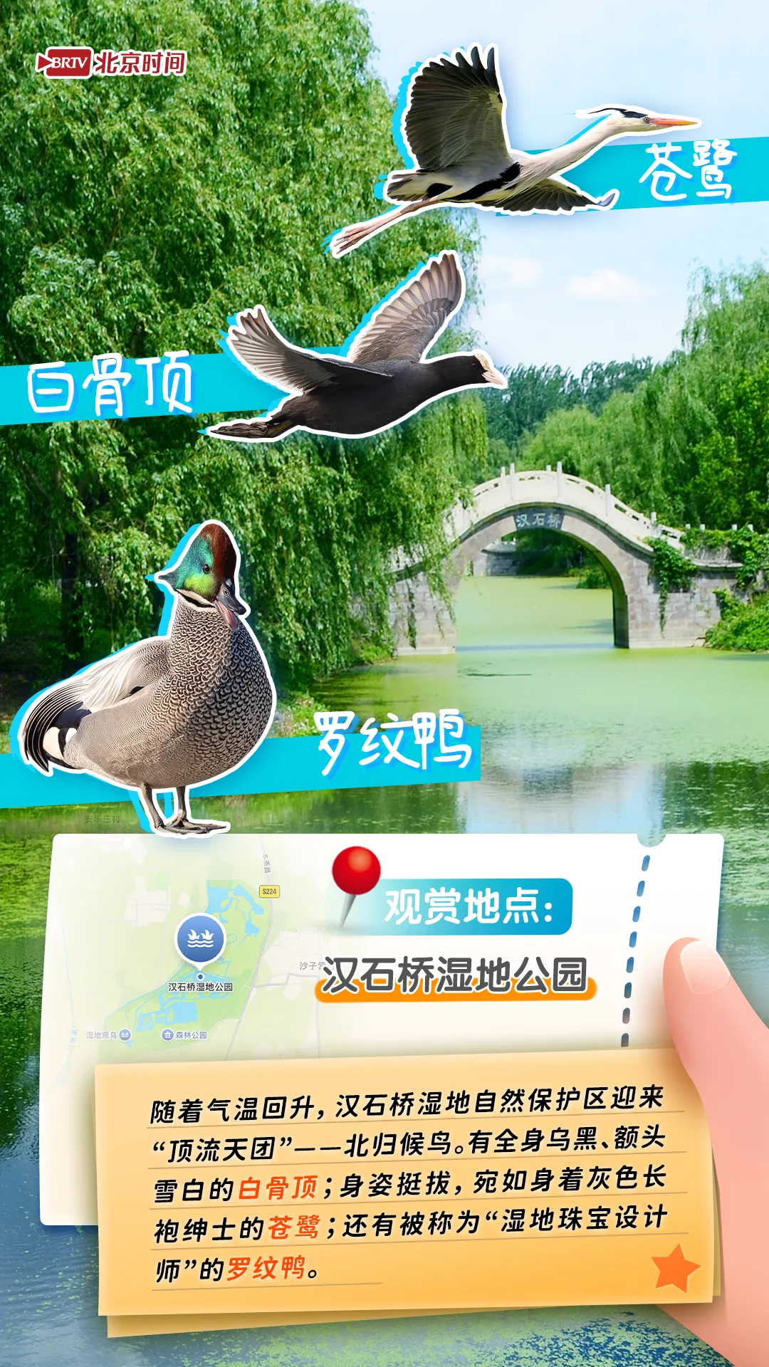 觀鳥圖鑒｜年輕人流行觀鳥了？北京這六個公園拍鳥出片率100%