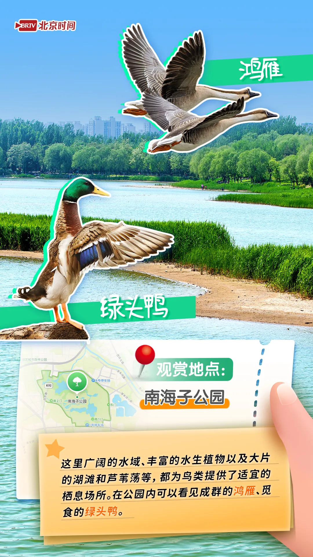觀鳥圖鑒｜年輕人流行觀鳥了？北京這六個公園拍鳥出片率100%