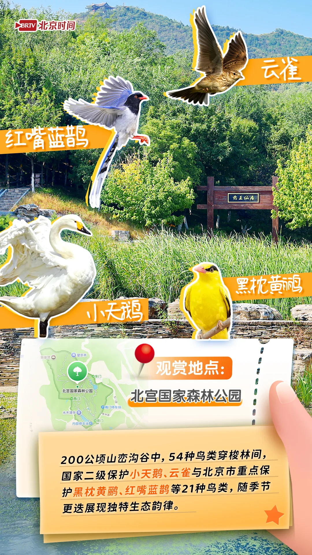 觀鳥圖鑒｜年輕人流行觀鳥了？北京這六個公園拍鳥出片率100%