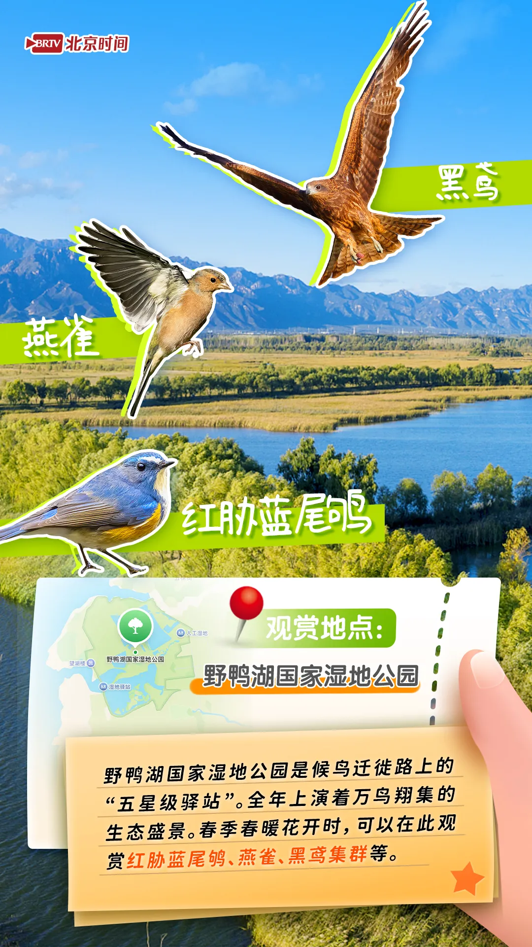 觀鳥圖鑒｜年輕人流行觀鳥了？北京這六個公園拍鳥出片率100%