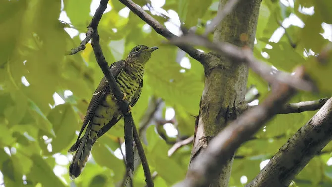 城市記憶 | 超萌！秋季觀鳥(niǎo)入坑指南來(lái)了 北京的可愛(ài)“精靈” 都在這兒——