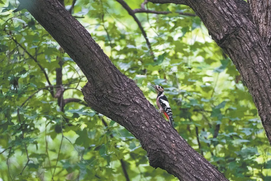 城市記憶 | 超萌！秋季觀鳥(niǎo)入坑指南來(lái)了 北京的可愛(ài)“精靈” 都在這兒——