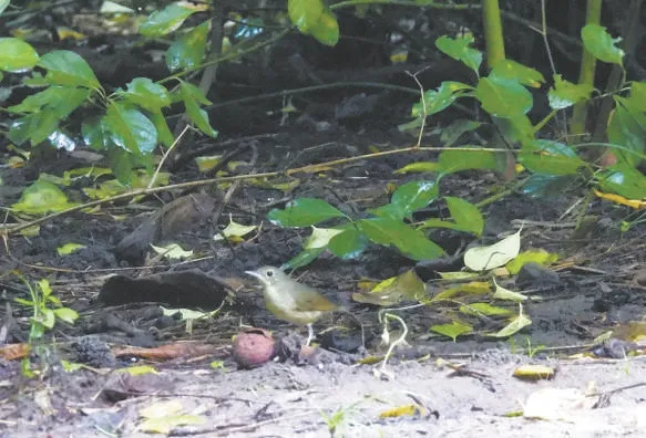 城市記憶 | 超萌！秋季觀鳥(niǎo)入坑指南來(lái)了 北京的可愛(ài)“精靈” 都在這兒——