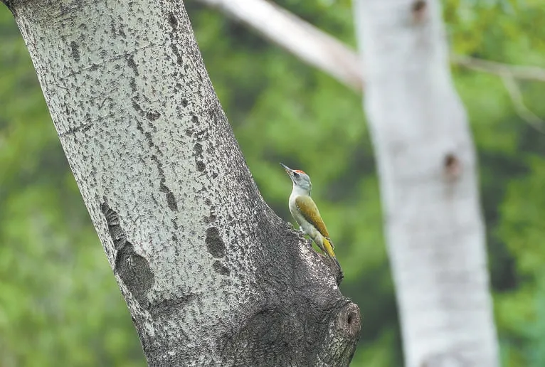 城市記憶 | 超萌！秋季觀鳥(niǎo)入坑指南來(lái)了 北京的可愛(ài)“精靈” 都在這兒——