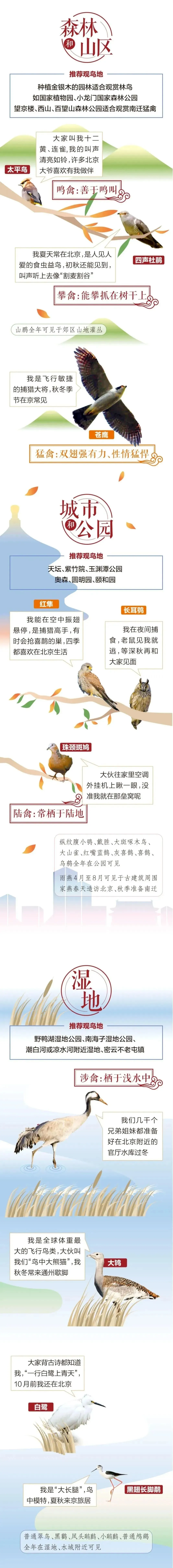 城市記憶 | 超萌！秋季觀鳥(niǎo)入坑指南來(lái)了 北京的可愛(ài)“精靈” 都在這兒——