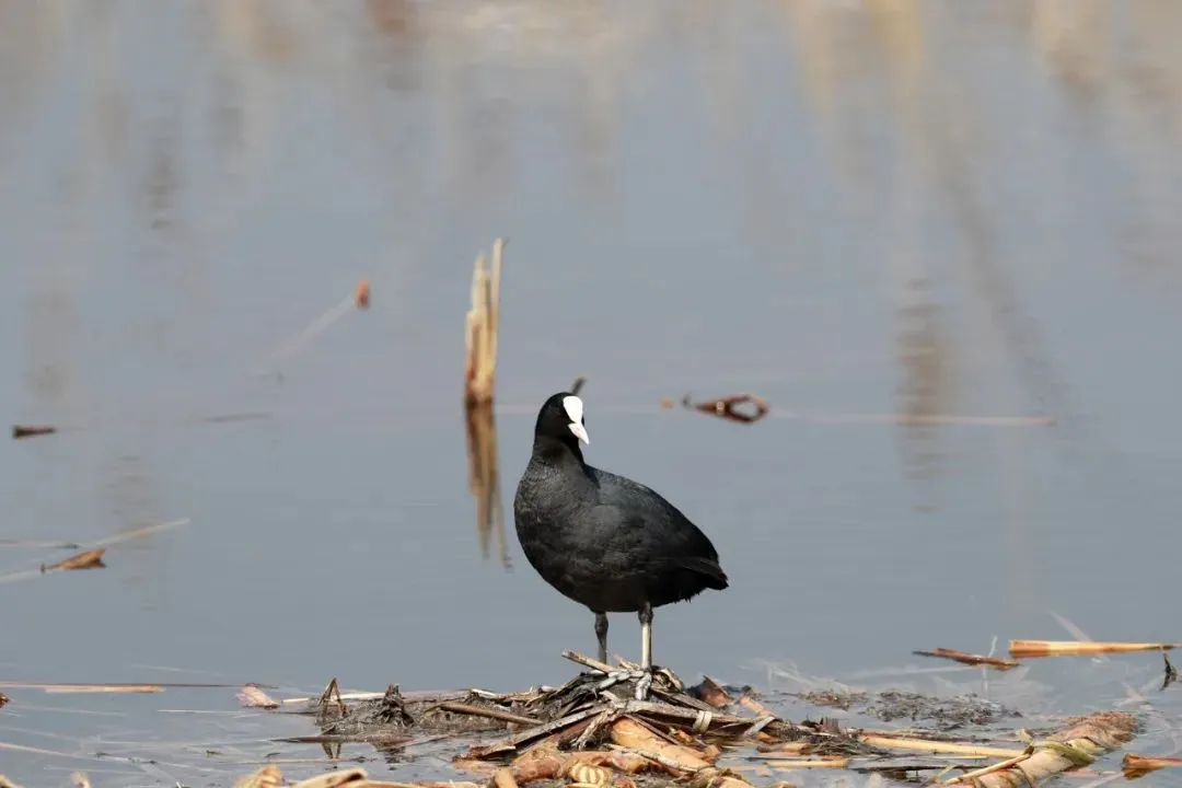 最佳觀鳥季已至！北京這些地點適合觀鳥（建議收藏）