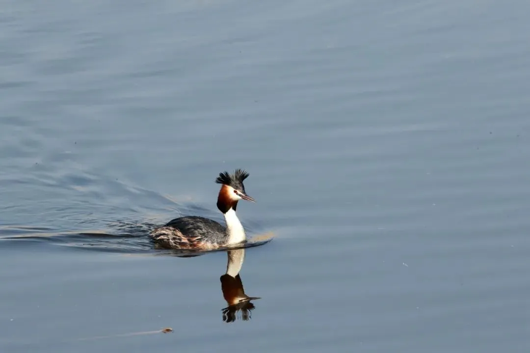 最佳觀鳥季已至！北京這些地點適合觀鳥（建議收藏）