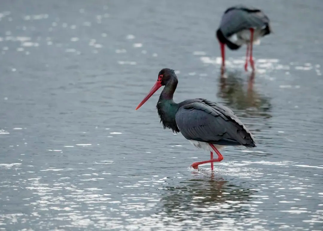 最佳觀鳥季已至！北京這些地點適合觀鳥（建議收藏）