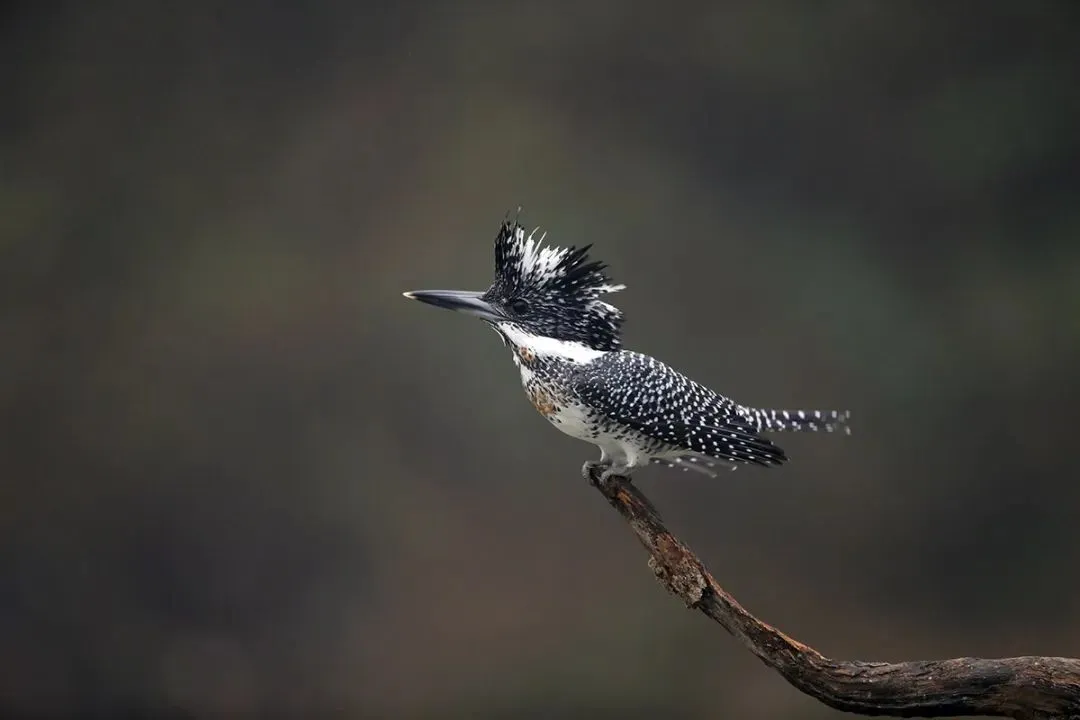 最佳觀鳥季已至！北京這些地點適合觀鳥（建議收藏）