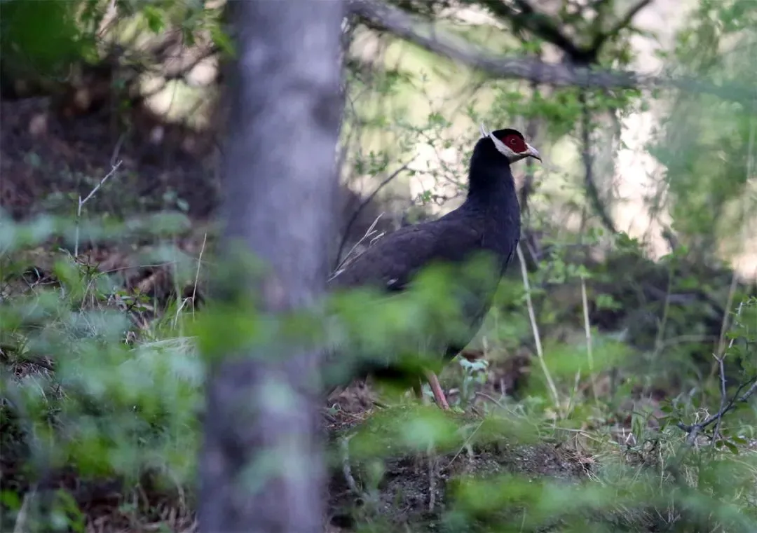 最佳觀鳥季已至！北京這些地點適合觀鳥（建議收藏）