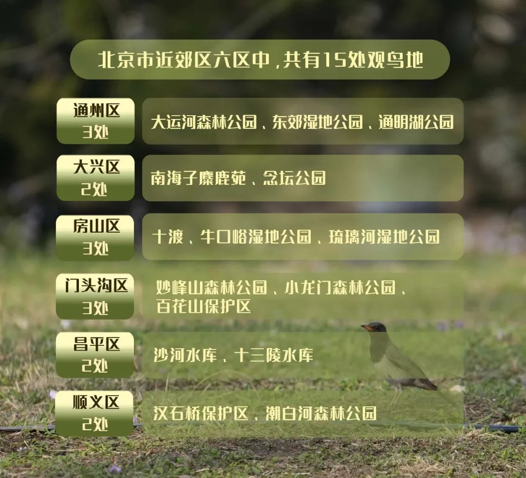 北京的愛(ài)鳥(niǎo)周 到什么地方去觀鳥(niǎo)？