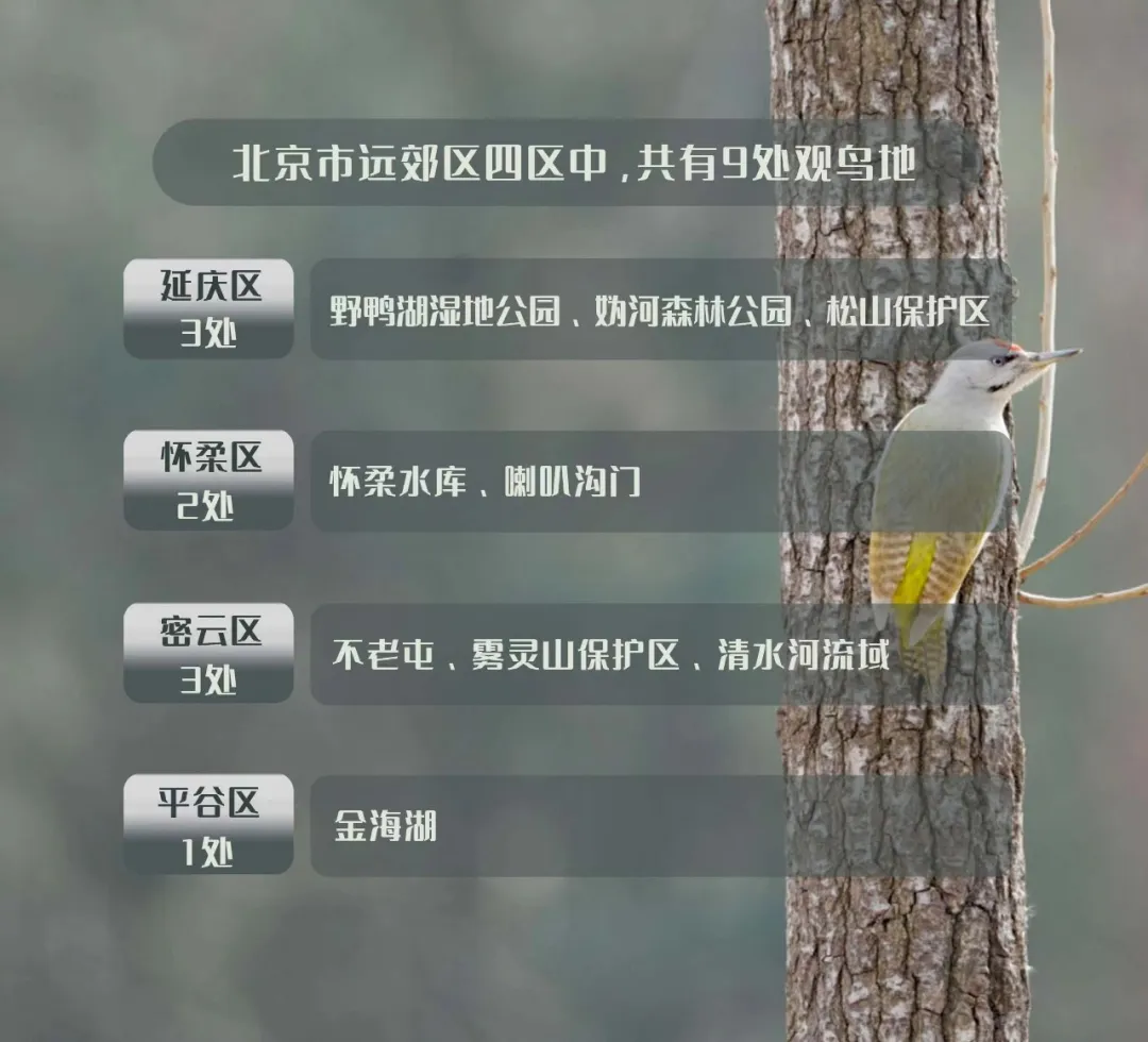 北京的愛(ài)鳥(niǎo)周 到什么地方去觀鳥(niǎo)？