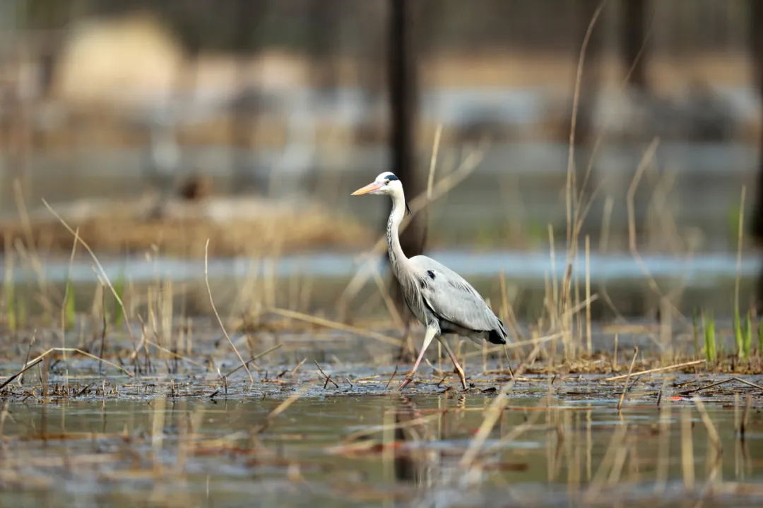 北京的愛(ài)鳥(niǎo)周 到什么地方去觀鳥(niǎo)？