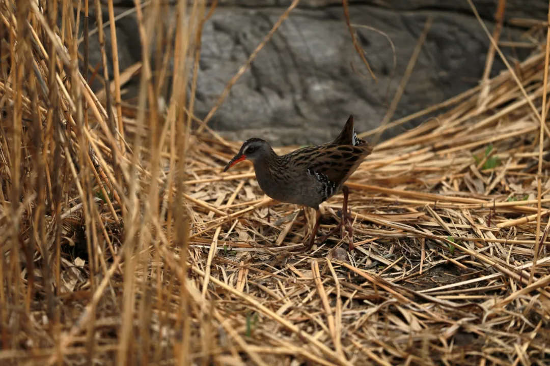 北京的愛(ài)鳥(niǎo)周 到什么地方去觀鳥(niǎo)？