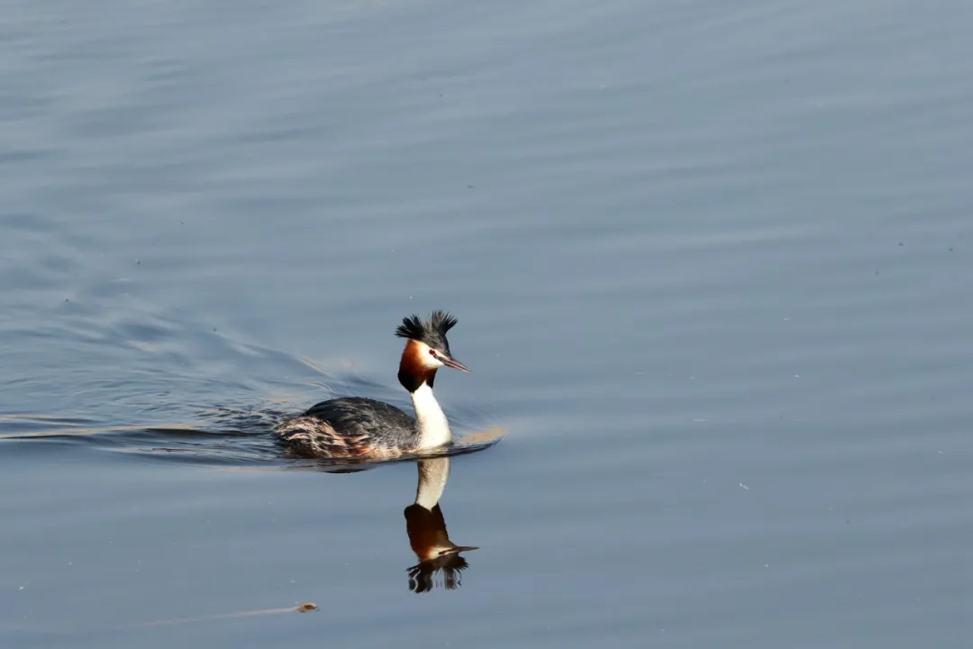 北京的愛(ài)鳥(niǎo)周 到什么地方去觀鳥(niǎo)？