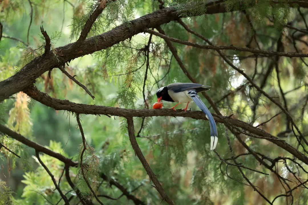 北京的愛(ài)鳥(niǎo)周 到什么地方去觀鳥(niǎo)？