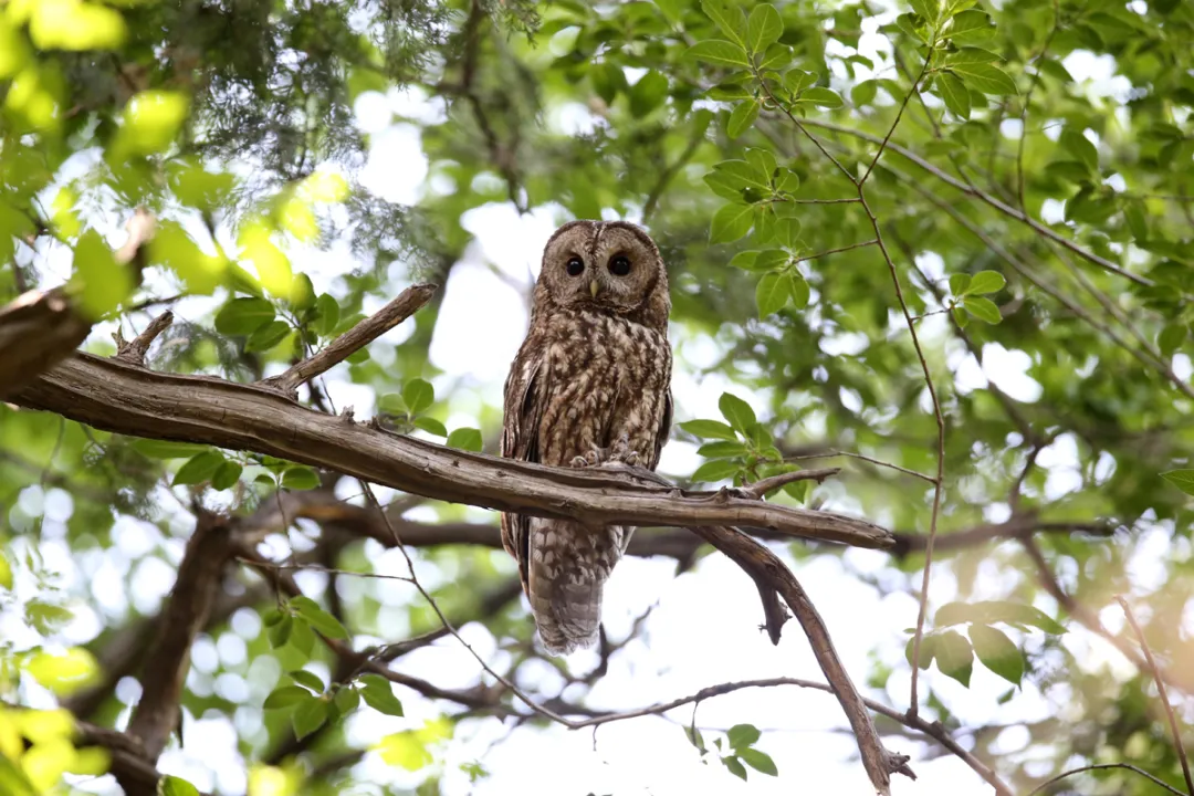 北京的愛(ài)鳥(niǎo)周 到什么地方去觀鳥(niǎo)？