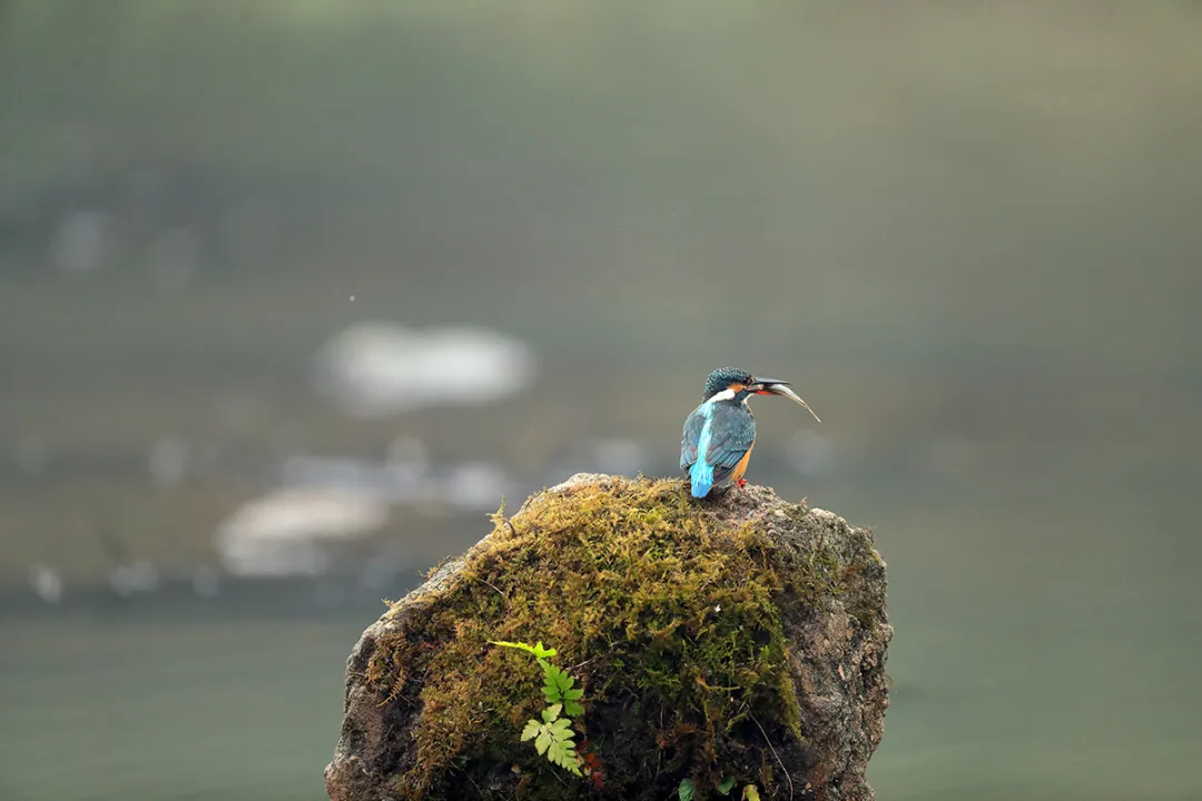 北京的愛(ài)鳥(niǎo)周 到什么地方去觀鳥(niǎo)？