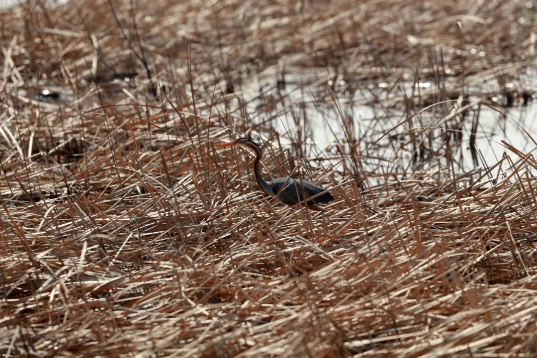 北京的愛(ài)鳥(niǎo)周 到什么地方去觀鳥(niǎo)？