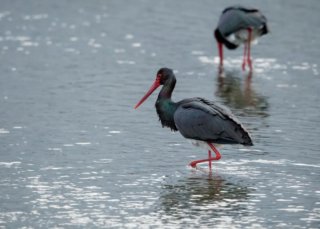 北京的愛(ài)鳥(niǎo)周 到什么地方去觀鳥(niǎo)？