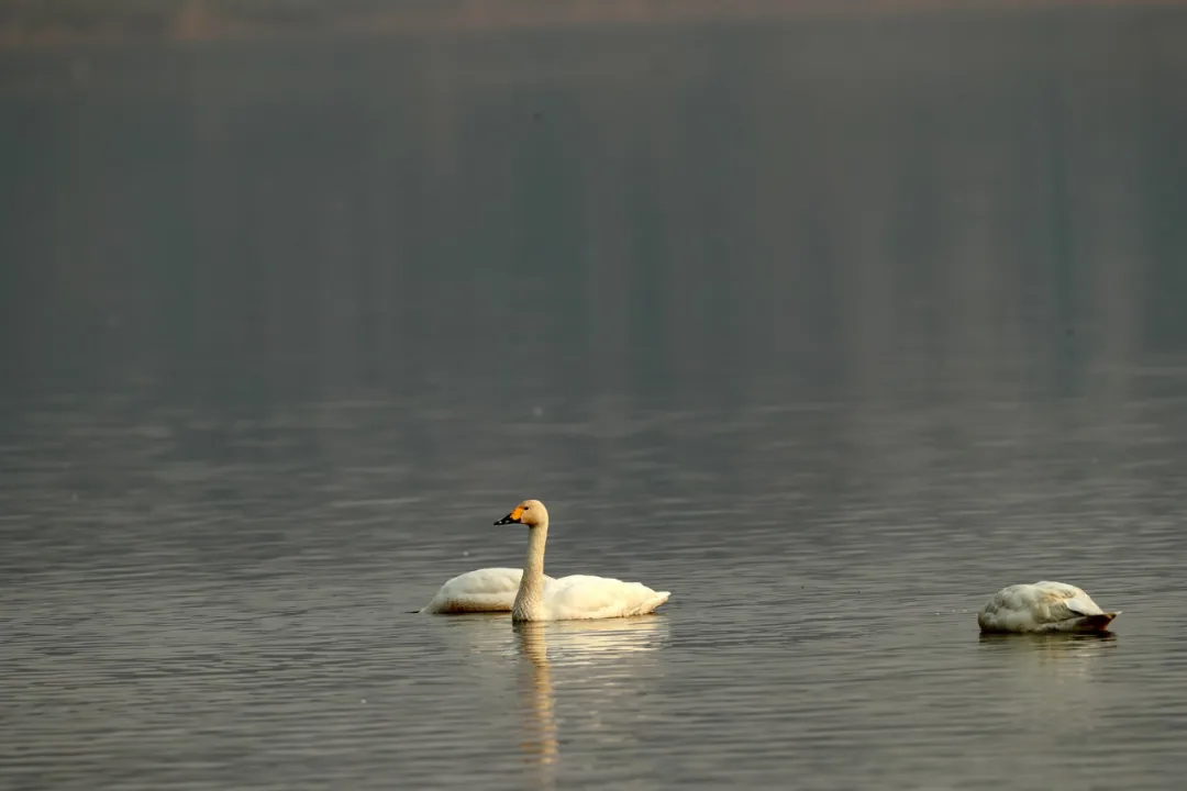 北京的愛(ài)鳥(niǎo)周 到什么地方去觀鳥(niǎo)？