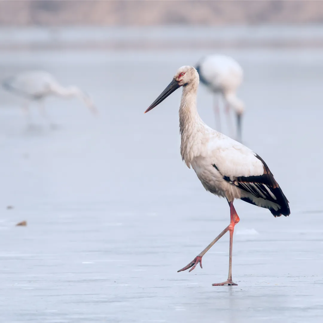 北京的愛(ài)鳥(niǎo)周 到什么地方去觀鳥(niǎo)？