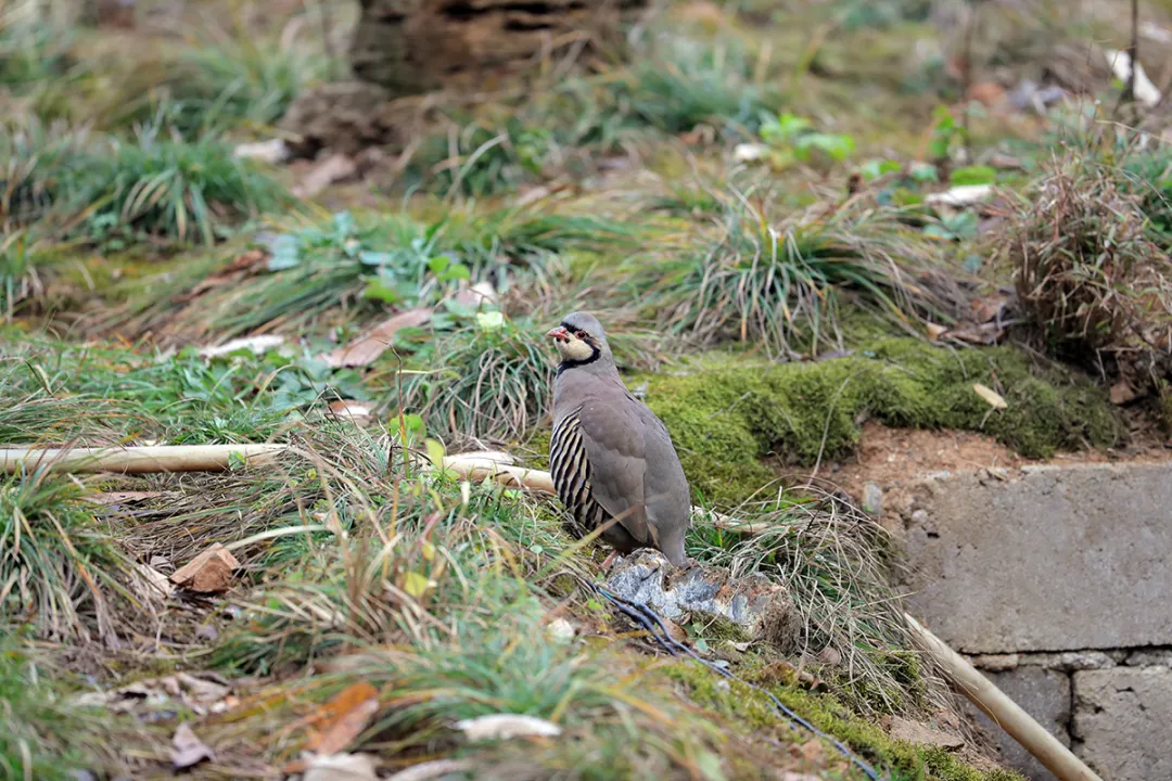北京的愛(ài)鳥(niǎo)周 到什么地方去觀鳥(niǎo)？