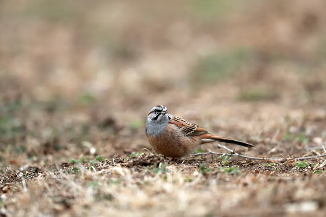北京的愛(ài)鳥(niǎo)周 到什么地方去觀鳥(niǎo)？