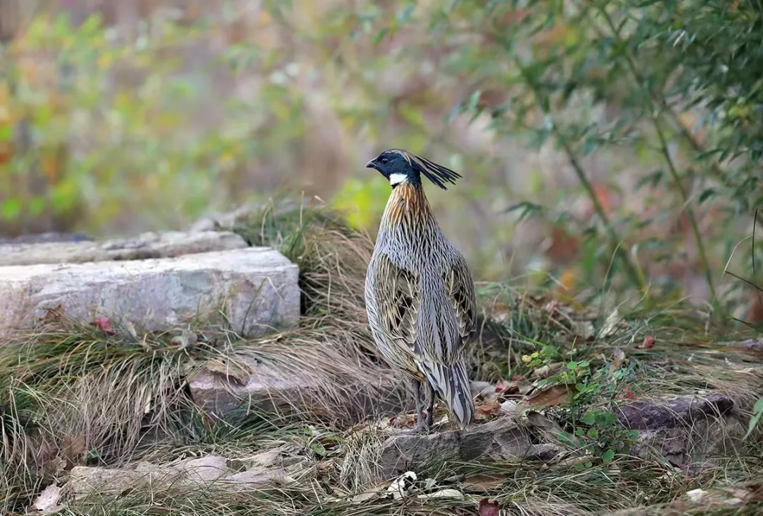 北京的愛(ài)鳥(niǎo)周 到什么地方去觀鳥(niǎo)？