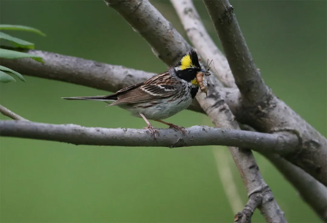 北京的愛(ài)鳥(niǎo)周 到什么地方去觀鳥(niǎo)？