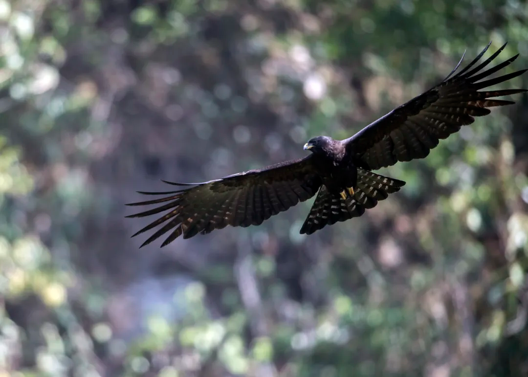北京的愛(ài)鳥(niǎo)周 到什么地方去觀鳥(niǎo)？