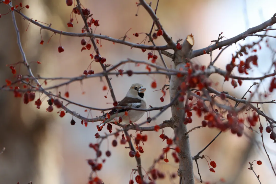 北京的愛(ài)鳥(niǎo)周 到什么地方去觀鳥(niǎo)？