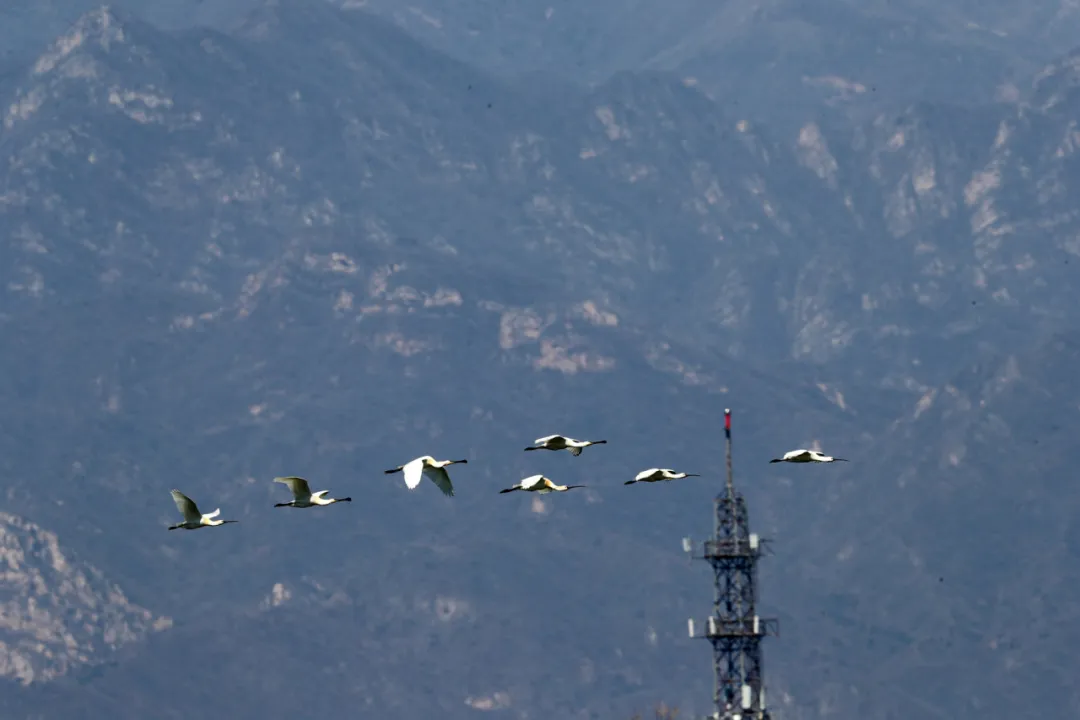 北京的愛(ài)鳥(niǎo)周 到什么地方去觀鳥(niǎo)？