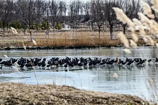 遛彎觀鳥好去處！北京這些濱水空間開放→